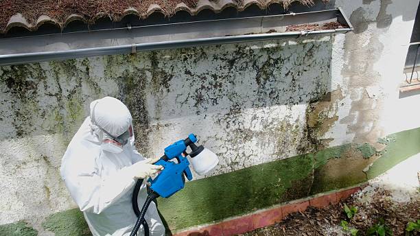 Top rated local Basement Mold Removal specialists in Georgetown, CO